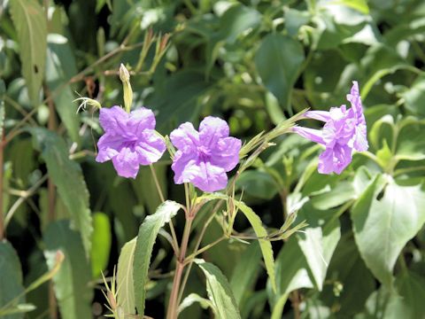 Ruellia brittoniana