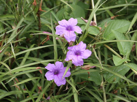 Ruellia brittoniana