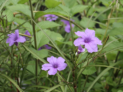 Ruellia brittoniana