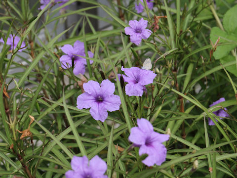 Ruellia brittoniana