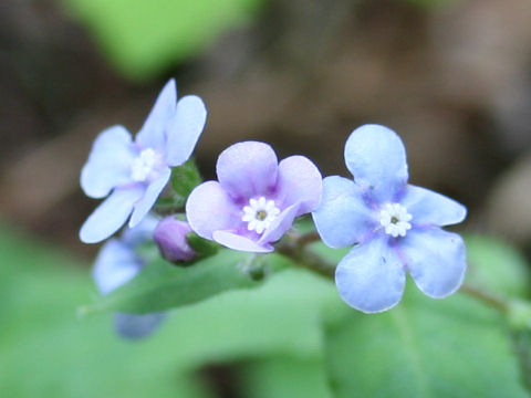 Omphalodes japonica