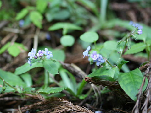 Omphalodes japonica