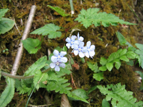 Omphalodes japonica