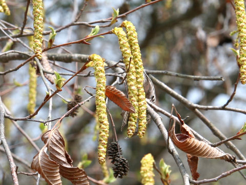 Alnus firma