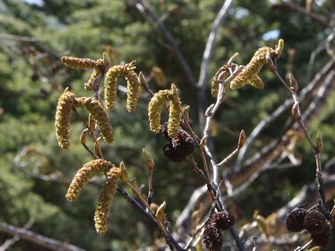 Alnus firma