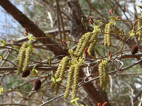 Alnus firma