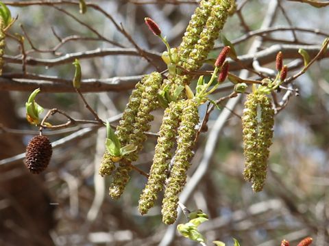 Alnus firma