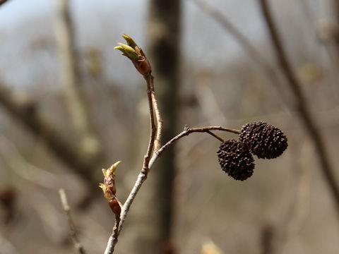 Alnus firma