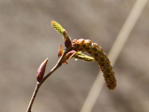 Alnus firma