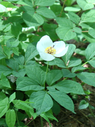 Paeonia japonica