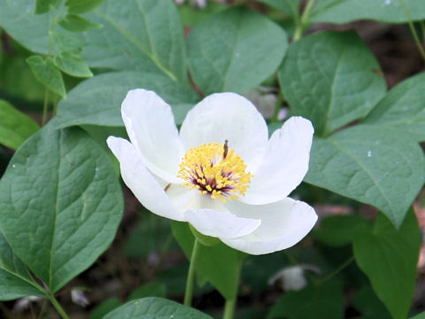 Paeonia japonica