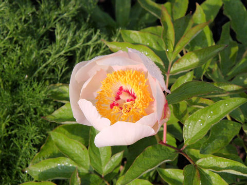 Paeonia japonica