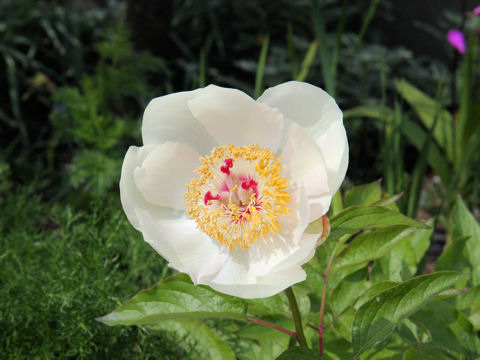 Paeonia japonica