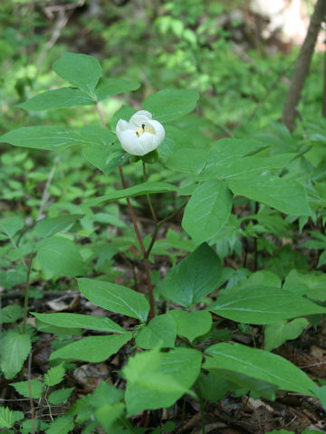 Paeonia japonica