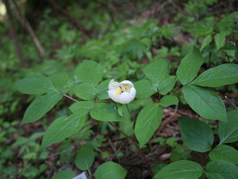 Paeonia japonica