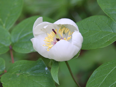 Paeonia japonica