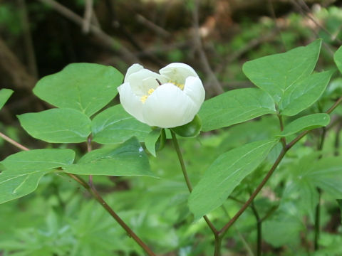 Paeonia japonica