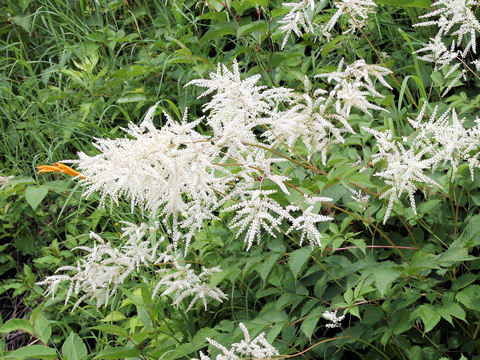 Aruncus dioicus var. tenuifolius