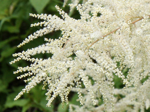 Aruncus dioicus var. tenuifolius