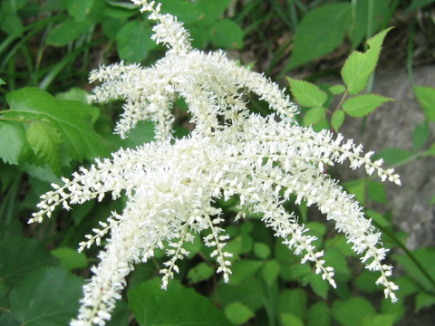 Aruncus dioicus var. tenuifolius