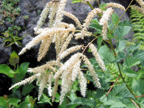 Aruncus dioicus var. tenuifolius