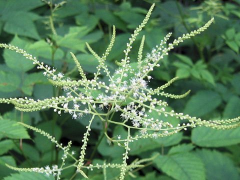 Aruncus dioicus var. tenuifolius