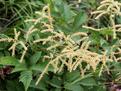 Aruncus dioicus var. tenuifolius