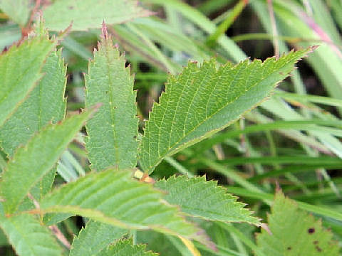 Aruncus dioicus var. tenuifolius