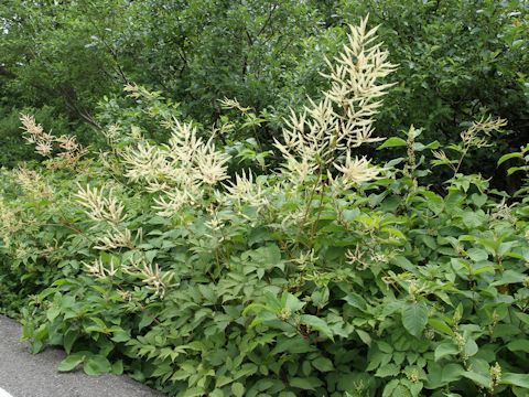 Aruncus dioicus var. tenuifolius