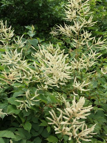 Aruncus dioicus var. tenuifolius