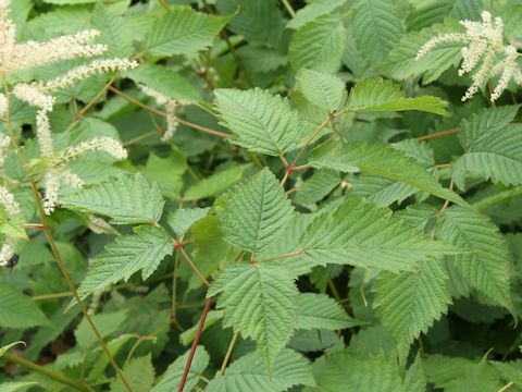 Aruncus dioicus var. tenuifolius