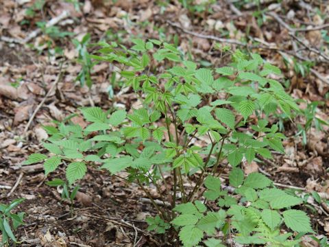 Aruncus dioicus var. tenuifolius