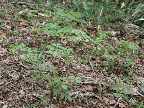 Aruncus dioicus var. tenuifolius