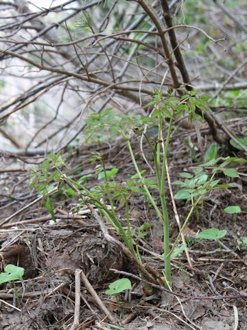 Aruncus dioicus var. tenuifolius