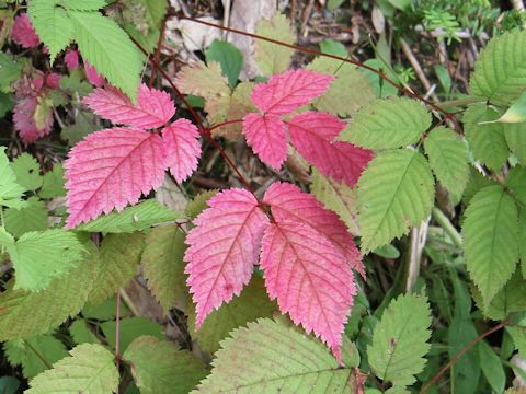 Aruncus dioicus var. tenuifolius