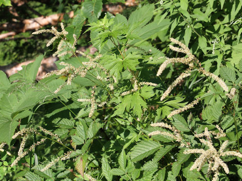 Aruncus dioicus var. tenuifolius