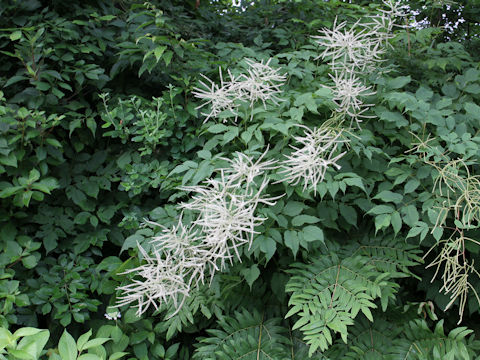 Aruncus dioicus var. tenuifolius