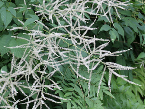 Aruncus dioicus var. tenuifolius