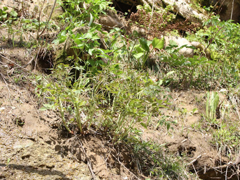 Aruncus dioicus var. tenuifolius