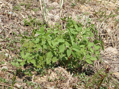 Aruncus dioicus var. tenuifolius