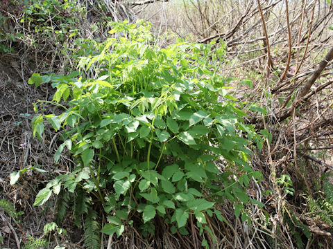 Aruncus dioicus var. tenuifolius