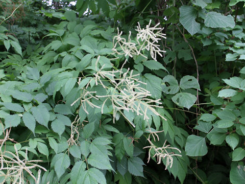 Aruncus dioicus var. tenuifolius