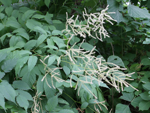 Aruncus dioicus var. tenuifolius