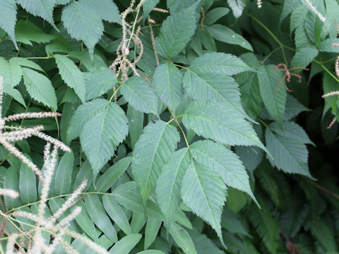 Aruncus dioicus var. tenuifolius