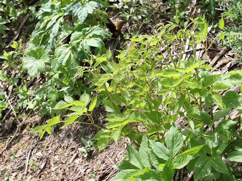 Aruncus dioicus var. tenuifolius