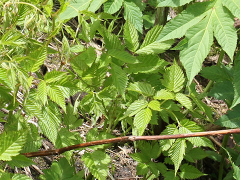 Aruncus dioicus var. tenuifolius