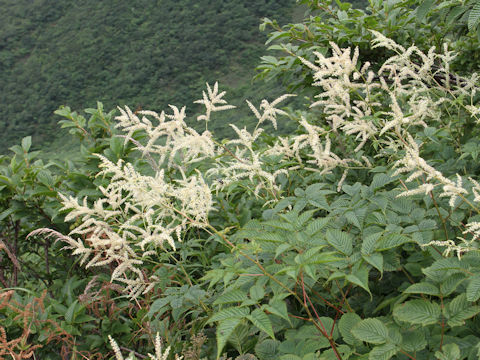 Aruncus dioicus var. tenuifolius