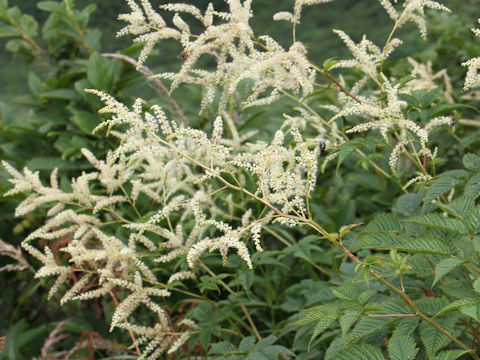 Aruncus dioicus var. tenuifolius