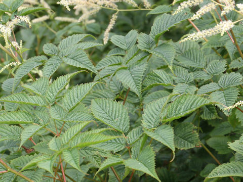 Aruncus dioicus var. tenuifolius