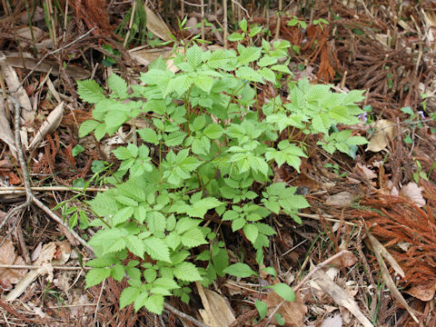 Aruncus dioicus var. tenuifolius